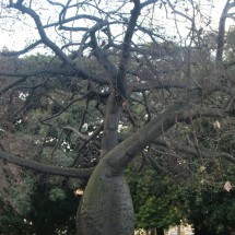Tree in Buenos Aires